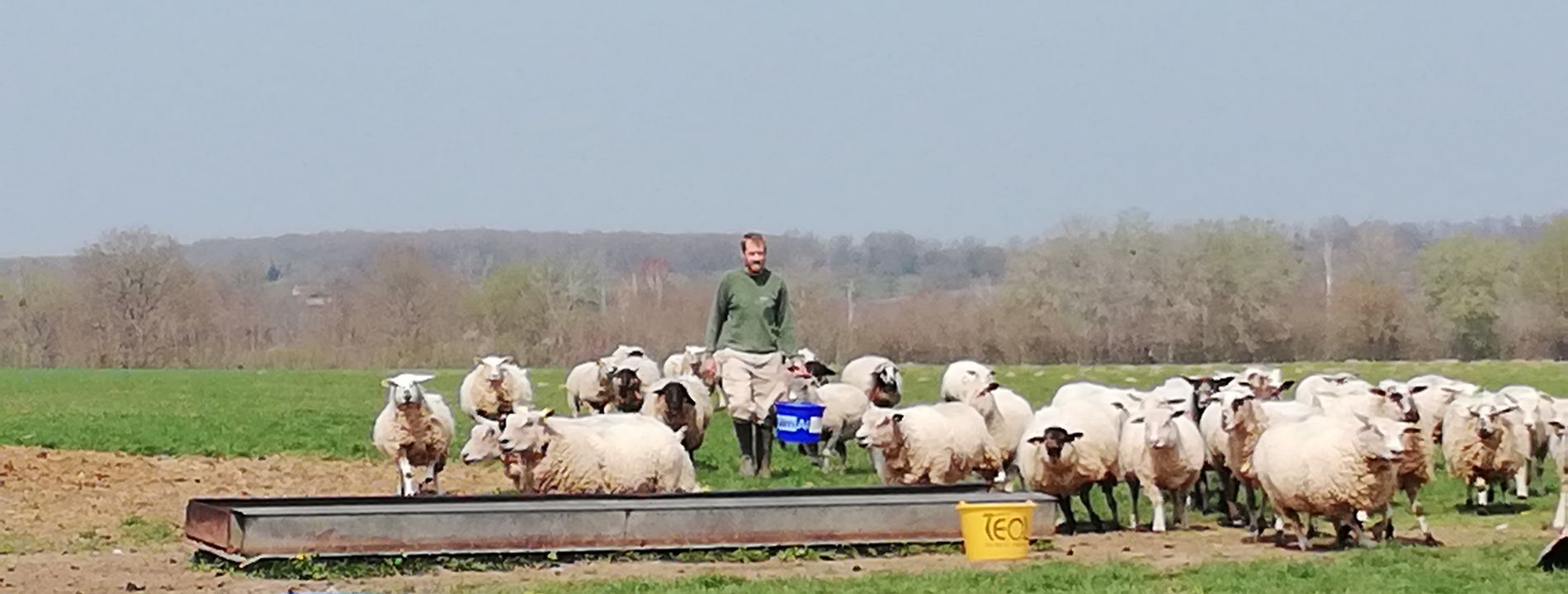 Les moutons de la ferme équestre du Berger