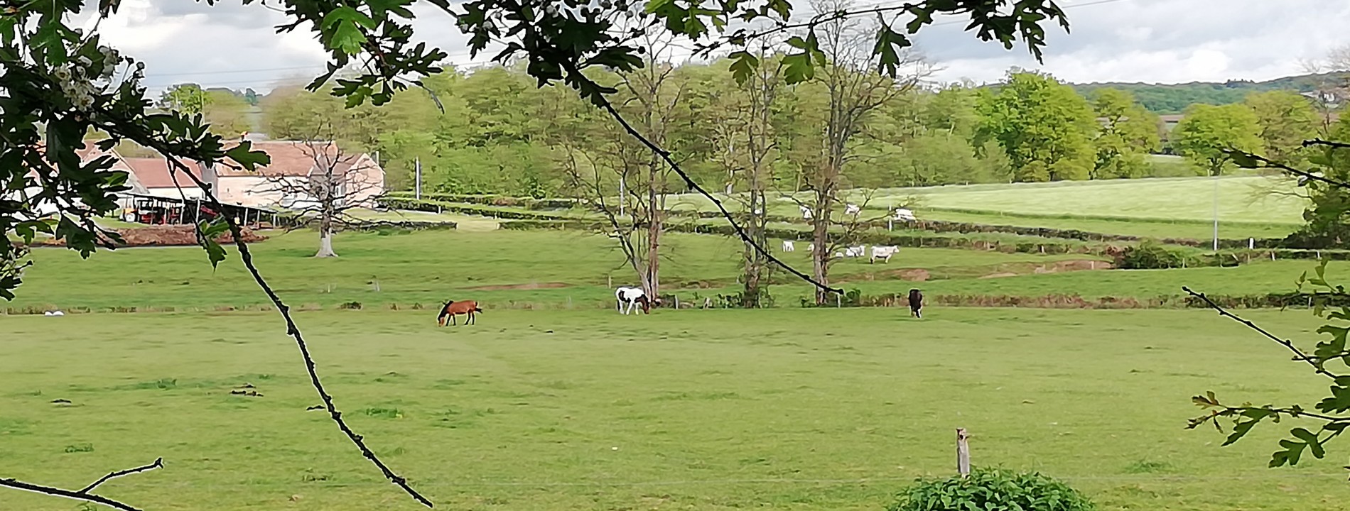 Les chevaux au près à la ferme equestre du berger